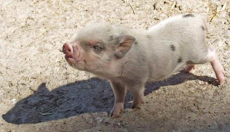 Swine Flu