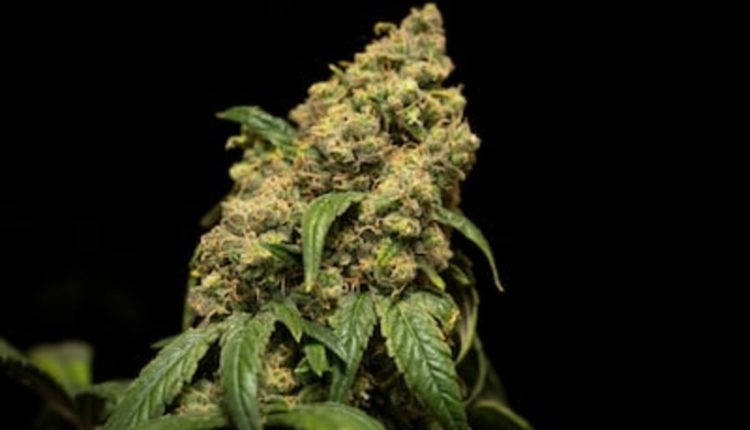 GOLD COAST CLEAR CARTS