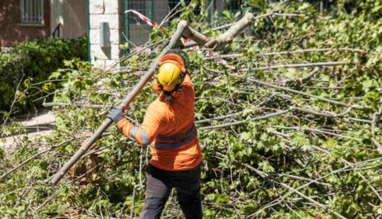 Pleasanton tree service