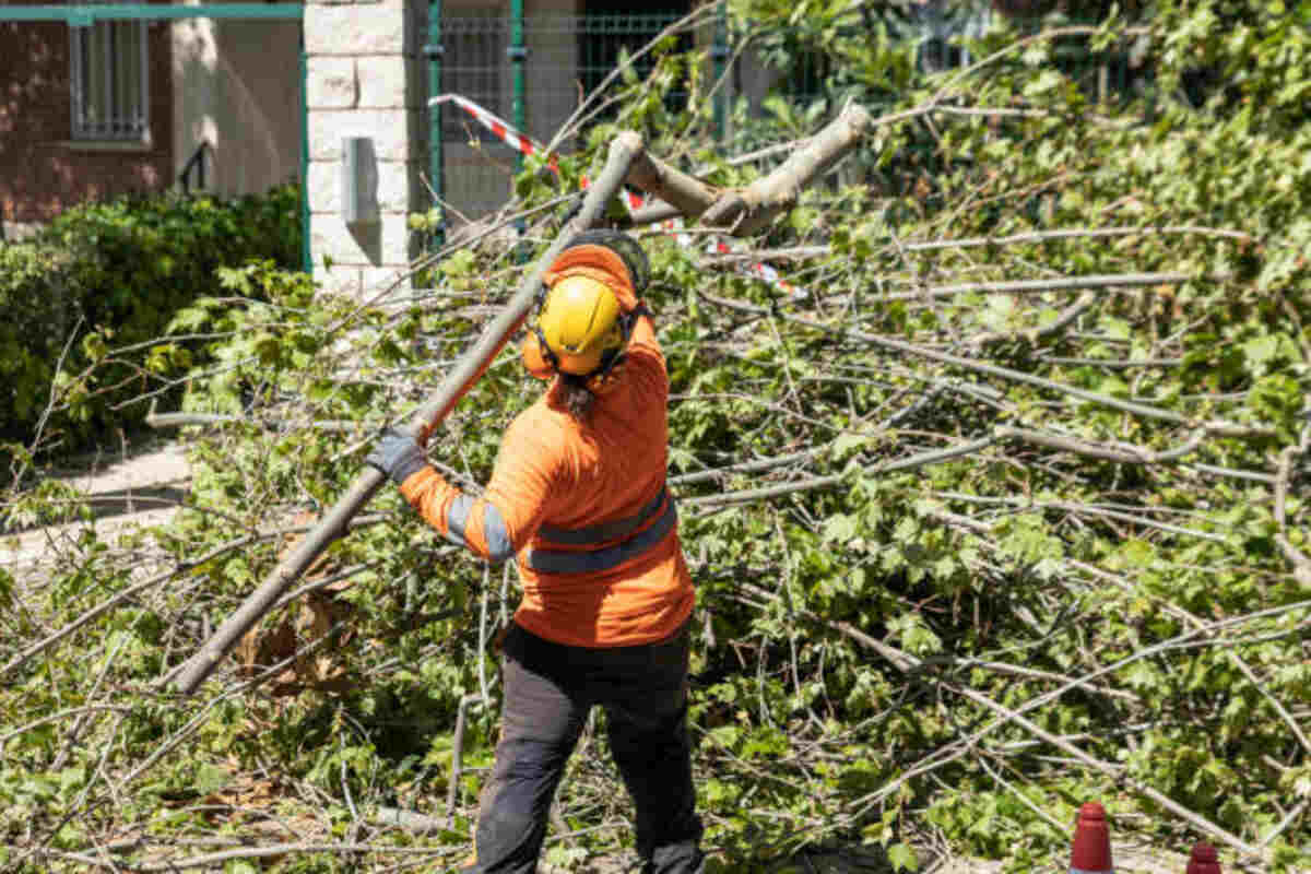 Pleasanton tree service