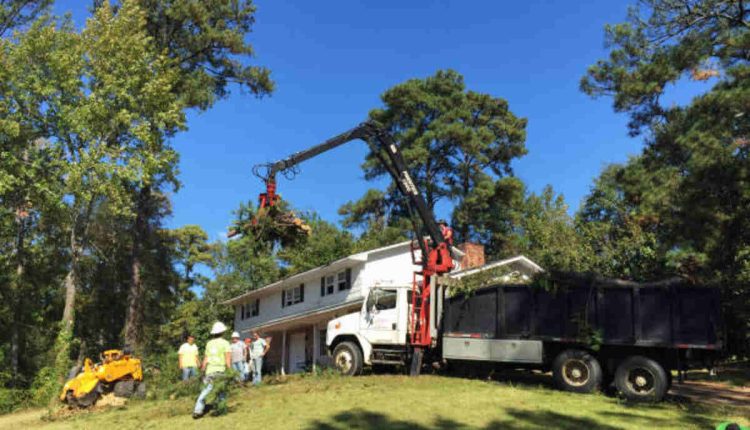 los gatos tree trimming