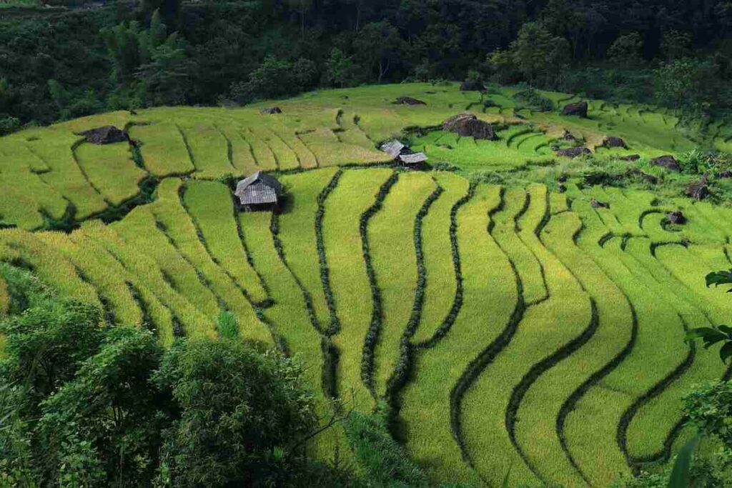 JFD Landscapes