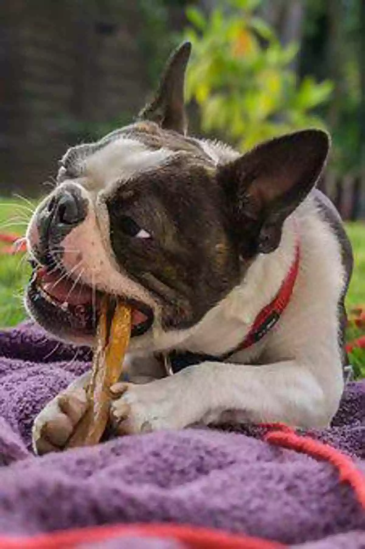 Prevent Dogs From Chewing – What You Need to Know